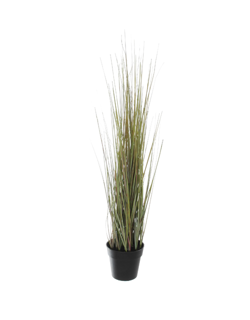 Small Grass In Pot