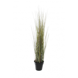 Small Grass In Pot