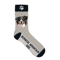 Sok Bernese Mountain Dog 36-41