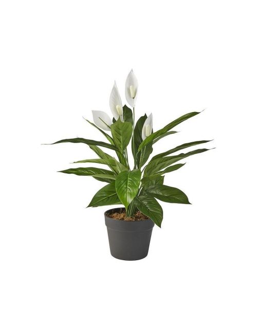 Spathiphyllum