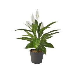 Spathiphyllum