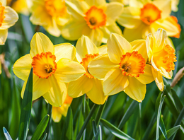Tuinplanten
