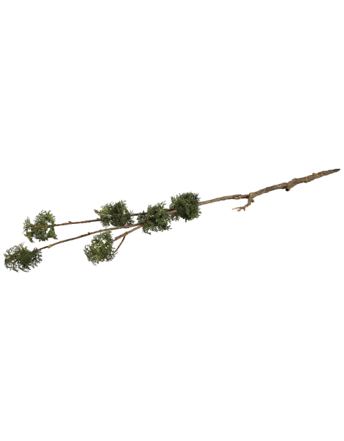 twig plant moss branch