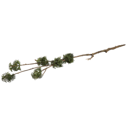 twig plant moss branch